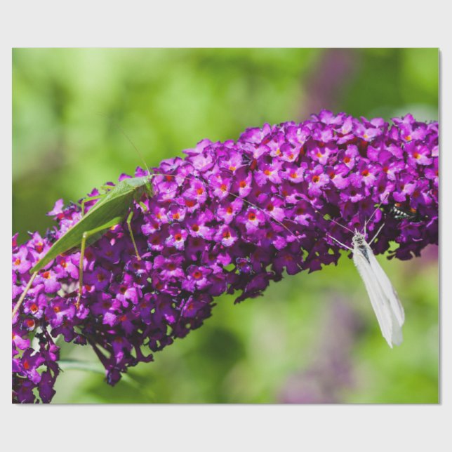 katydid energy wrapping paper (Flat)