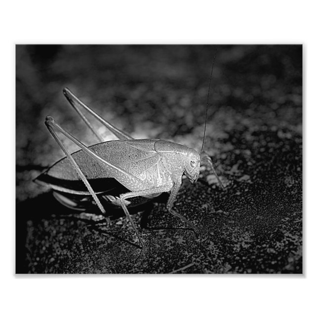 Katydid Grasshopper In Black And White Insect 8x10 Photo Print (Front)