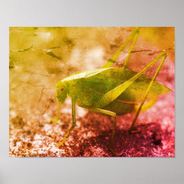 Katydid Grasshopper Insect Abstract Grunge Poster (Front)