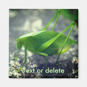 Katydid Grasshopper Nature Personalized Magnet