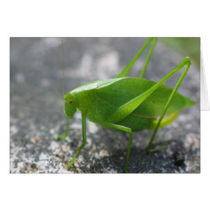 Katydid Grasshopper Nature Photography Card