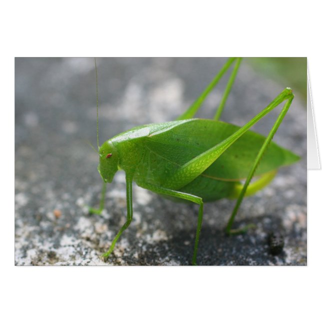 Katydid Grasshopper Nature Photography Card (Front Horizontal)
