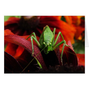 Katydid on Rudbeckia Blank Card
