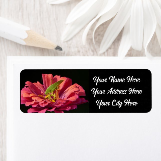 Katydid on Zinnia (Insitu)