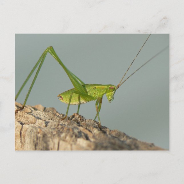 Katydid Postcard. Postcard (Front)