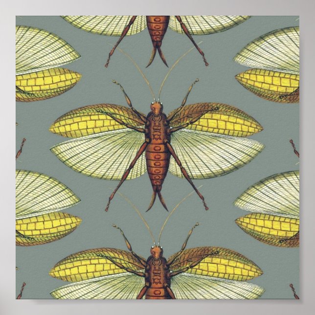Katydid Poster (Front)
