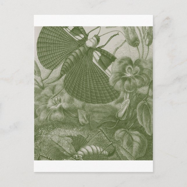 Katydids Postcard (Front)