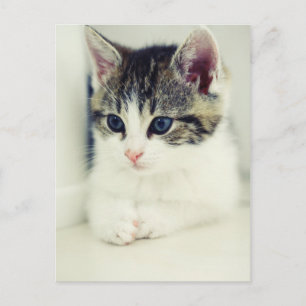 katze postcard