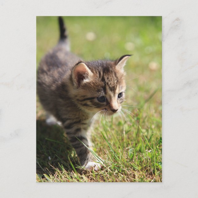 Katze Postcard (Front)