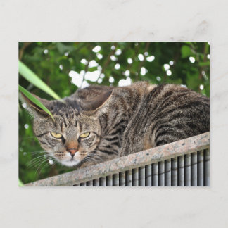 Katze wird böse postcard
