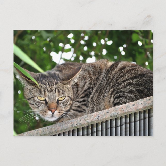 Katze wird böse postcard (Front)