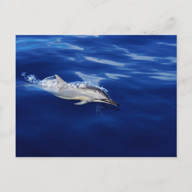 Kauai - Dolphin Breaking Free Postcard (Front)