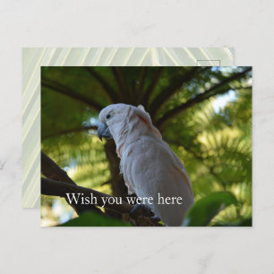 Kauai Hawaii Bird in a Tree Postcard