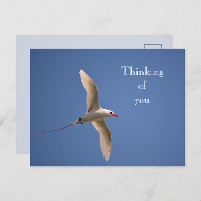 Kauai Hawaii Kilauea Red Tailed Tropicbird Postcard (Front/Back)