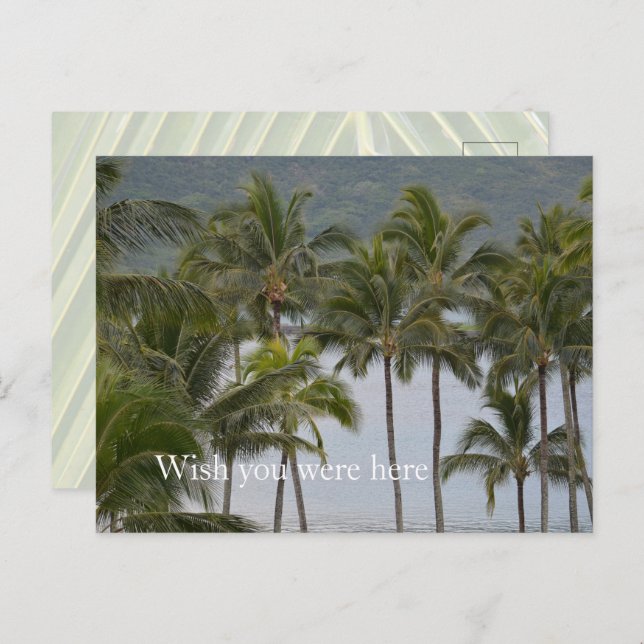 Kauai Hawaii Lihue Palm Trees Ocean Postcard (Front/Back)