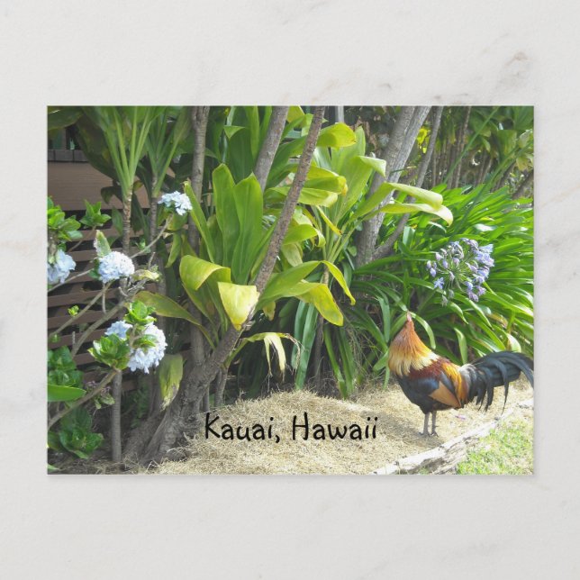 Kauai, Hawaii Postcard (Front)
