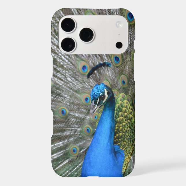 Kauai Peacock (Back)