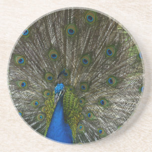 Kauai Peacock Coaster