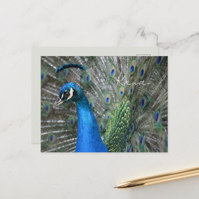 Kauai Peacock Feathers Postcard (Front/Back In Situ)