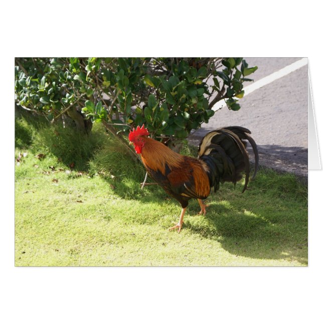 Kauai Rooster Card (Front Horizontal)