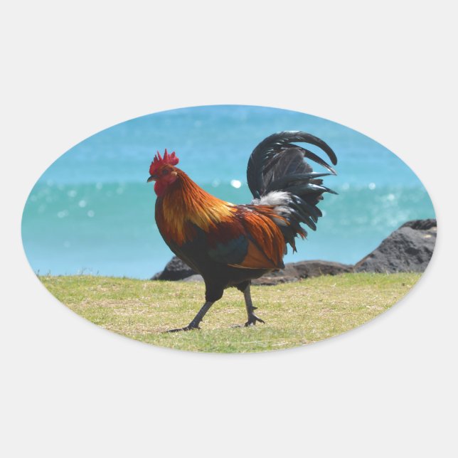 Kauai rooster oval sticker (Front)