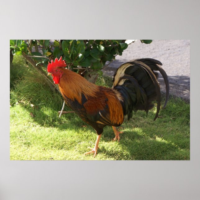 Kauai Rooster Poster (Front)