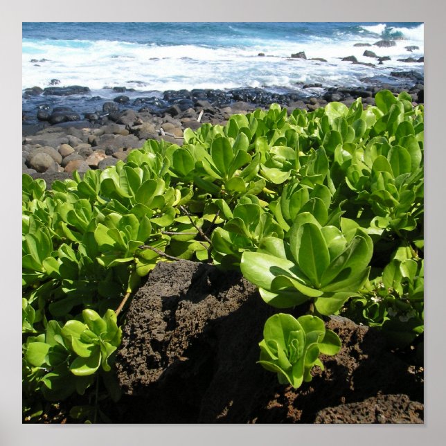 Kauai succulents 1 poster (Front)