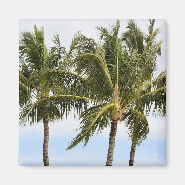 Kauai Tropical Palm trees Magnet (Front)