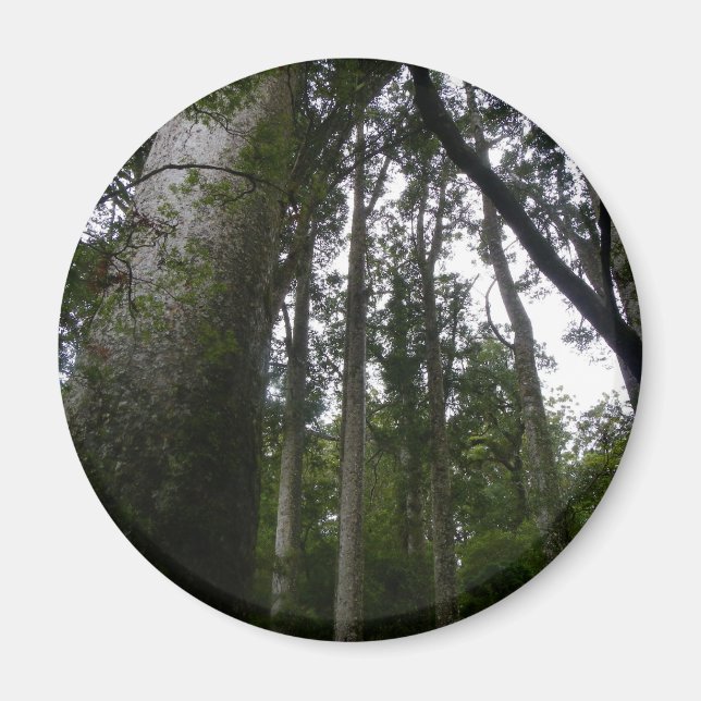 Kauri Forest Magnet (Front)