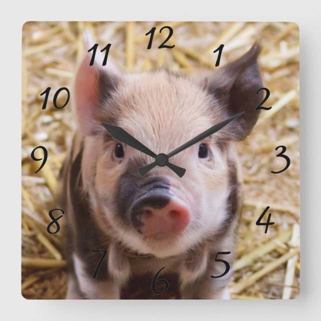 Kawaii cute adorable farm baby piglet pig animal square wall clock (Front)
