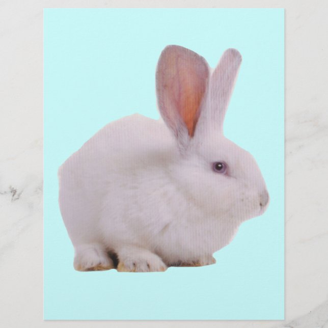 Kawaii Cute Bunny Rabbit (Front)