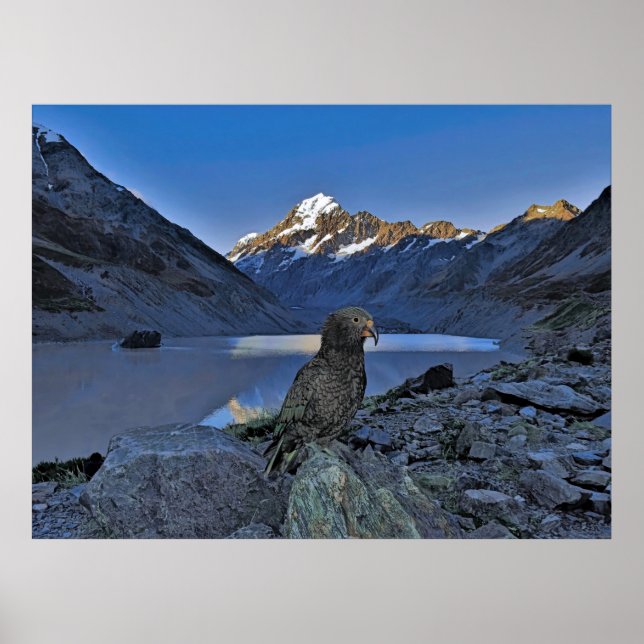 Kea and Aoraki Poster (Front)