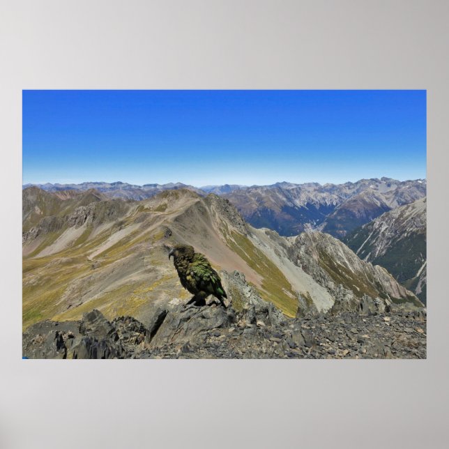 Kea in Arthur's Pass Poster (Front)