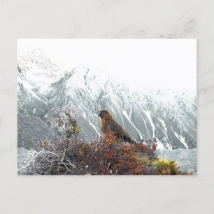 Kea Parrot, native birds, holiday New Zealand Postcard