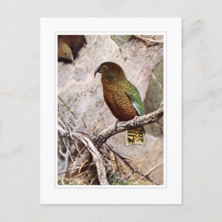 Kea Postcard