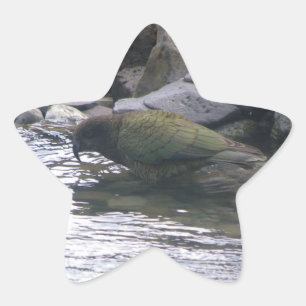 Kea Star Sticker