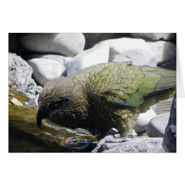 Kea: The Alpine Parrot (Front Horizontal)