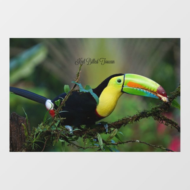 Keel Billed Toucan (Sheet)