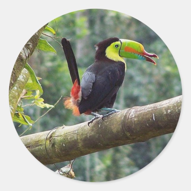 Keel Billed Toucan Classic Round Sticker (Front)