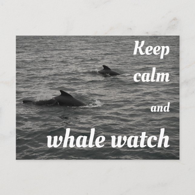 Keep calm and whale watch Postcard (Front)