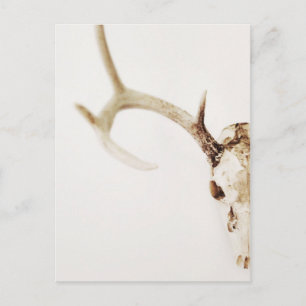Keep Calm Hunt Deer Venison Antlers Animal Hunting Postcard