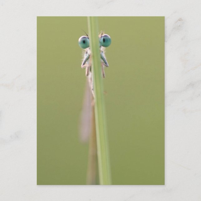 keepin` an eye on you postcard (Front)