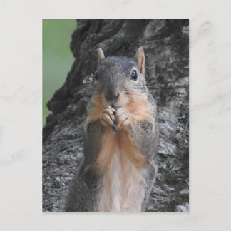 Keeping in Touch | Funny Cute Squirrel Postcard