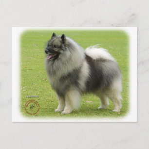Keeshond 9J28D-01 Postcard