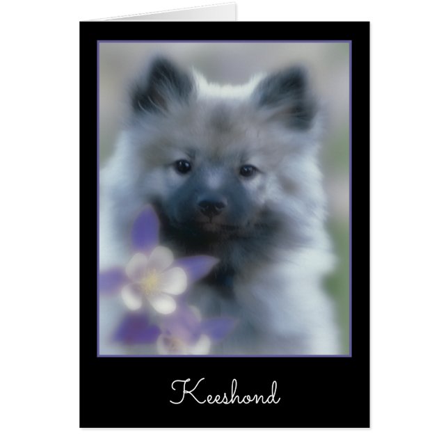 Keeshond and Columbine  - Dog Photograph (Front)