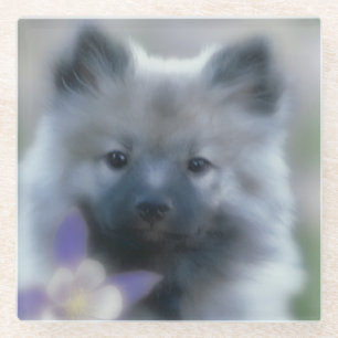 Keeshond and Columbine - Dog Photograph Glass Coaster
