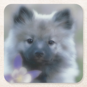 Keeshond and Columbine - Dog Photograph Square Paper Coaster
