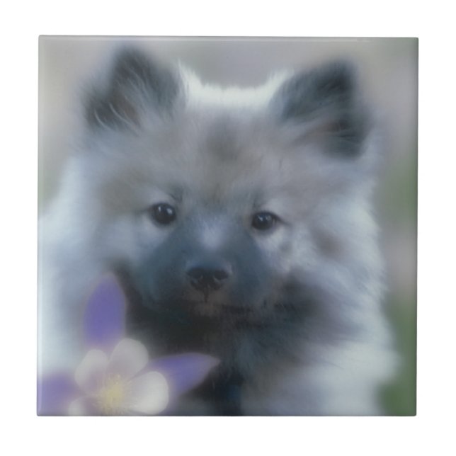 Keeshond and Columbine  - Dog Photograph Tile (Front)