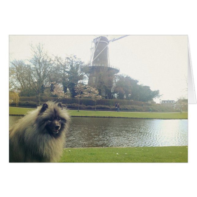 Keeshond and Windmill (Front Horizontal)