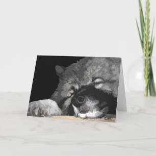 Keeshond any occasion greeting card